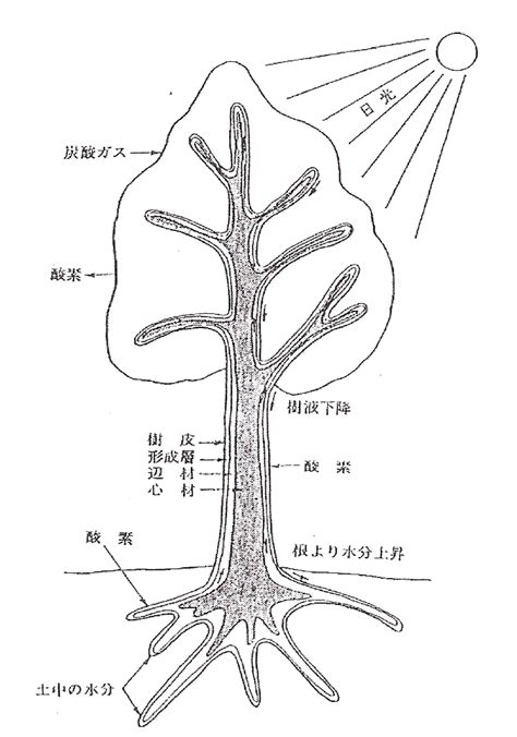 樹根生長|樹木根の成長と構造の基礎的な仕組みと競争・共生関係